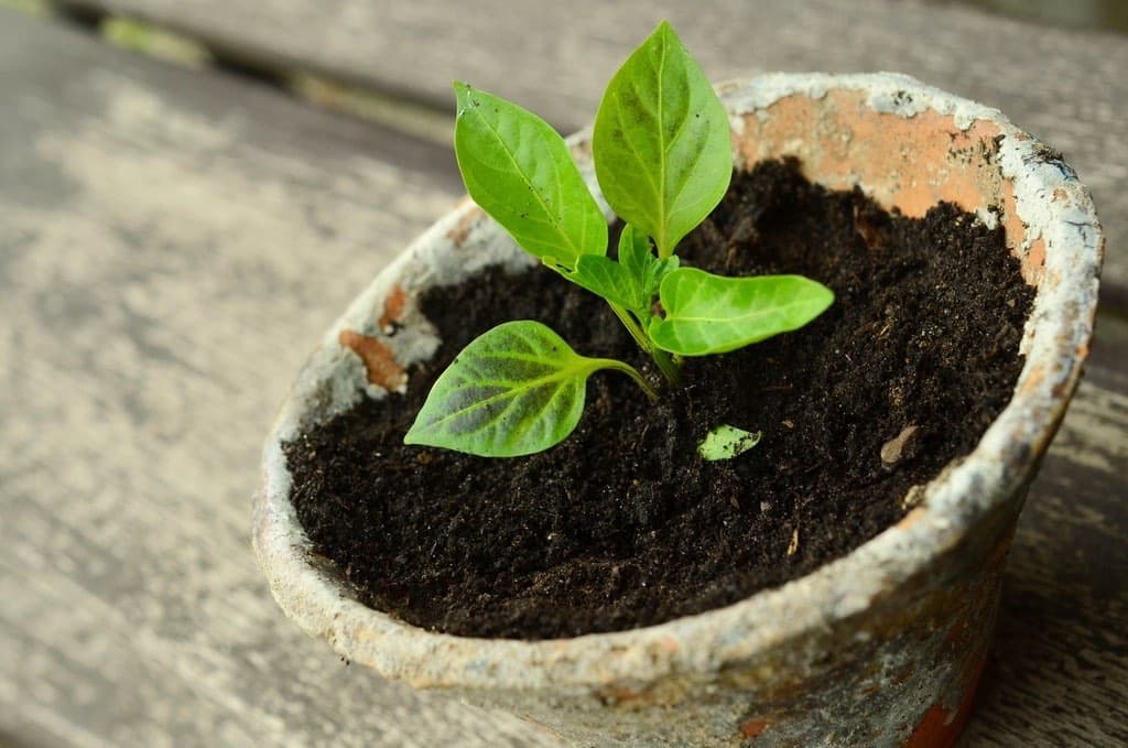 A young seedling growing in a terracotta pot